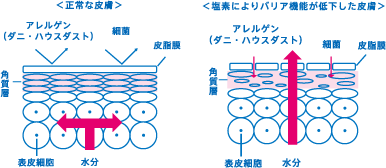 ＜塩素によりバリア機能が低下した皮膚＞