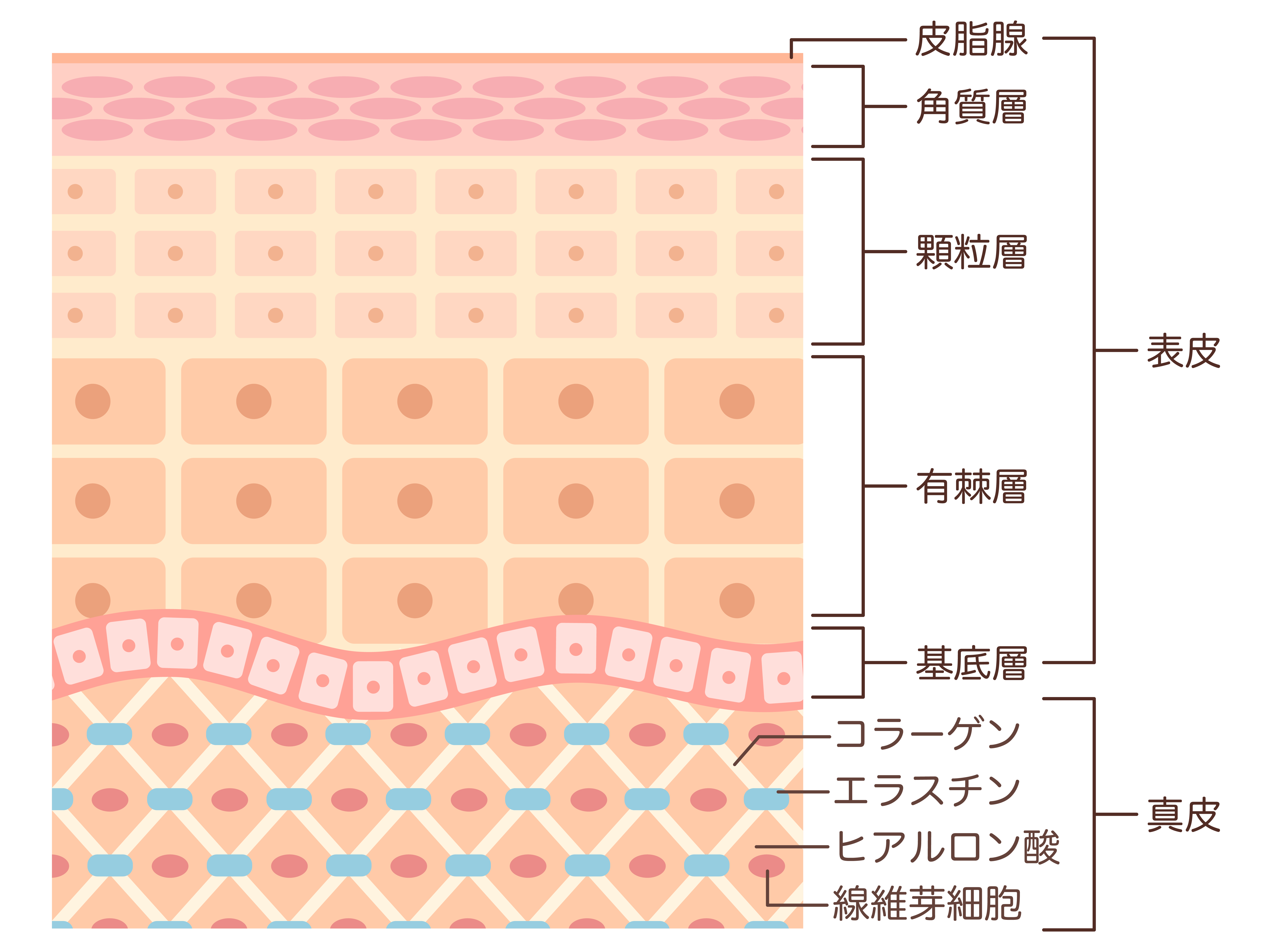 皮膚の構造のイラスト