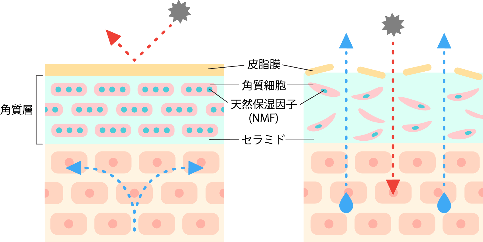 表皮の断面図のイラスト