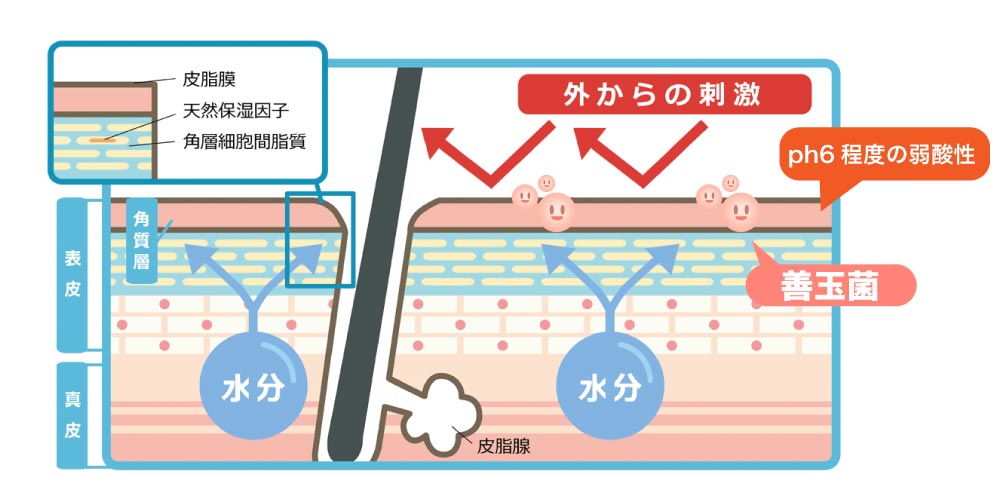 皮脂膜と善玉菌のイラスト