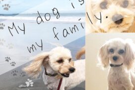犬