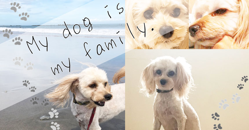 My dog is my family