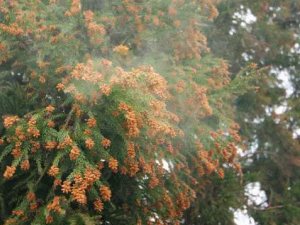 花粉を飛ばす杉の木