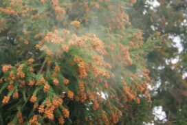 花粉を飛ばす杉の木