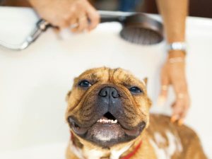 シャワーを浴びる犬
