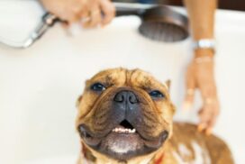 シャワーを浴びる犬