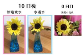 花瓶にさしたひまわり