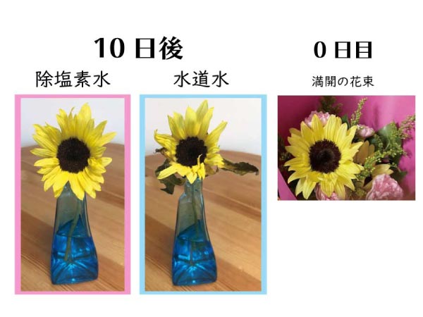 花瓶にさしたひまわり