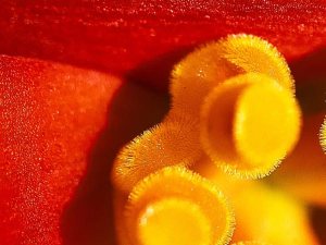 花粉