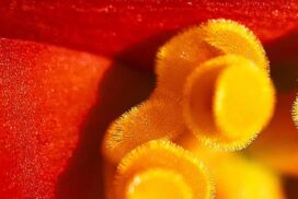 花粉