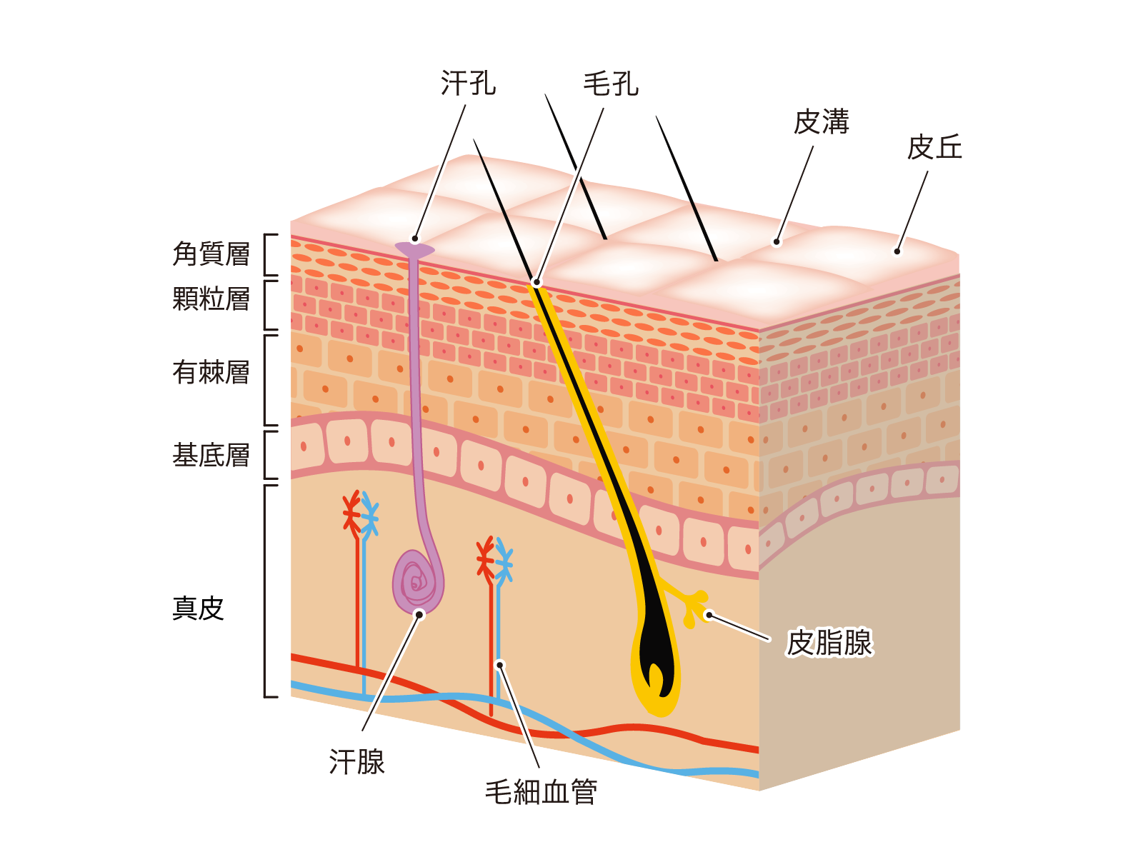 皮膚の断面図