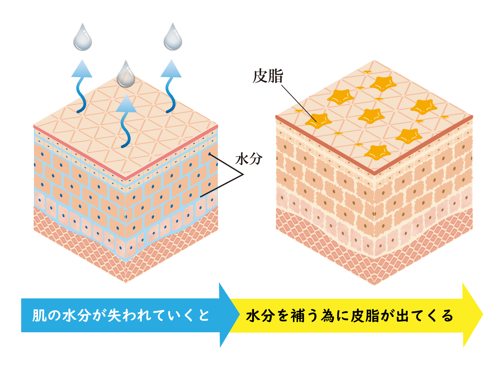 ドライスキンのメカニズム