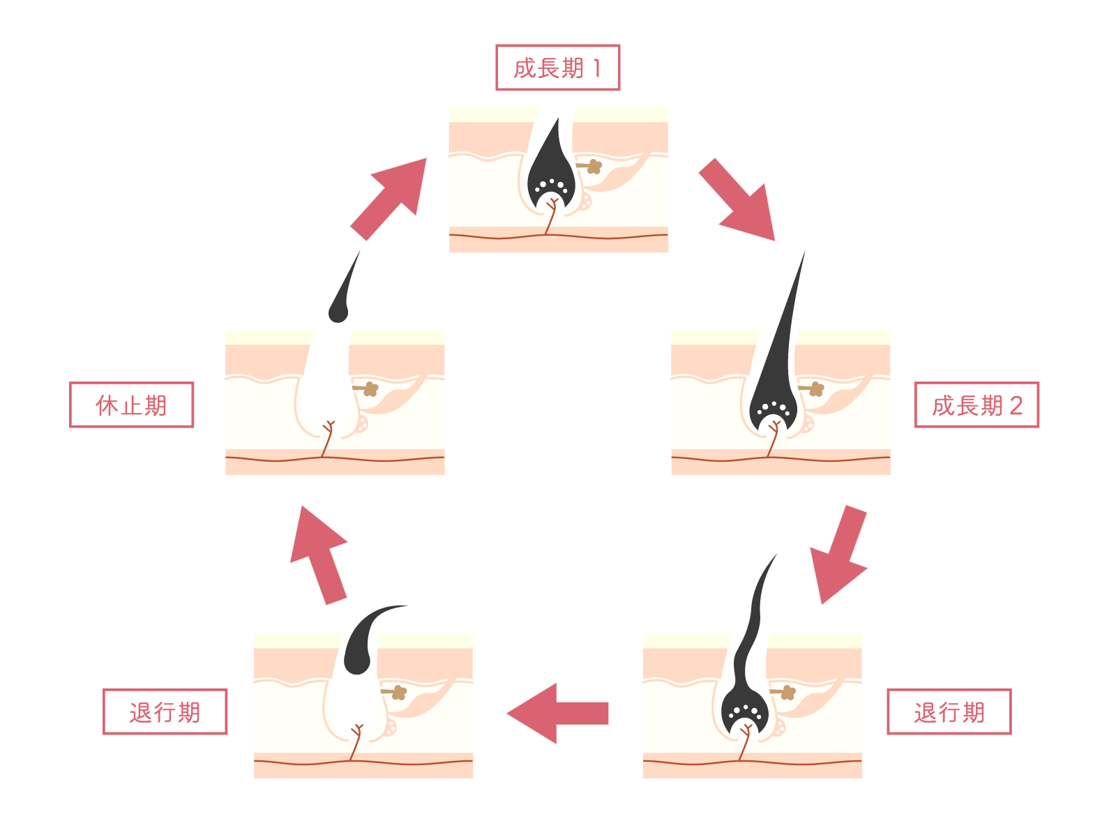 髪の毛が生えるサイクルのイラスト