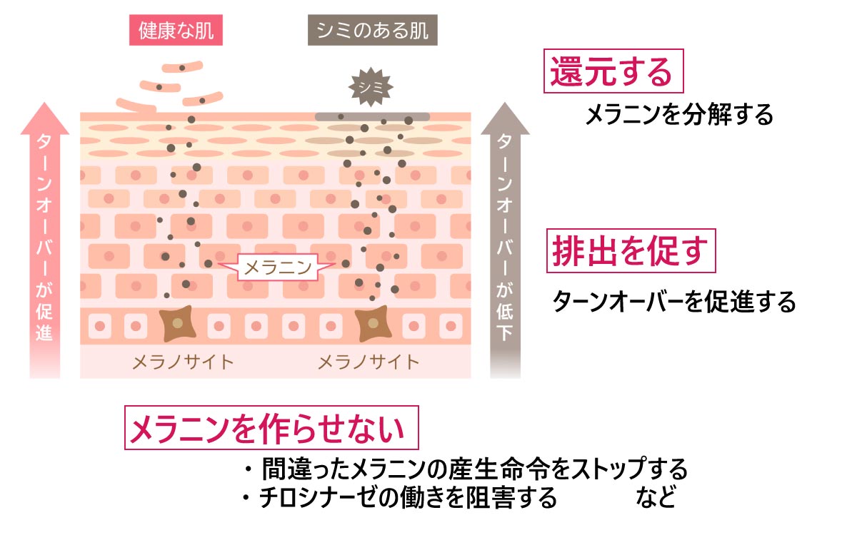 美白化粧品のメカニズム