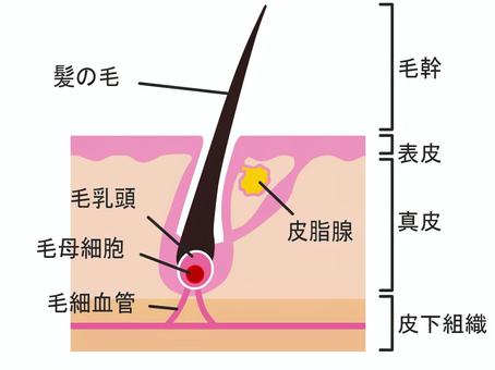 頭皮の断面図