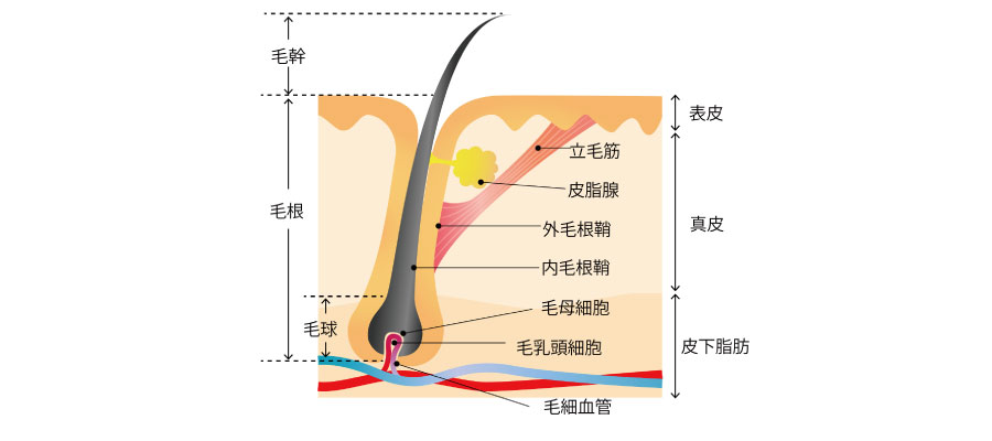 髪の毛の構造