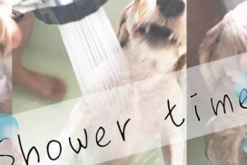 シャワーをかけられる犬