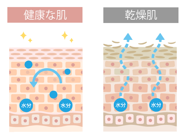 肌の仕組み