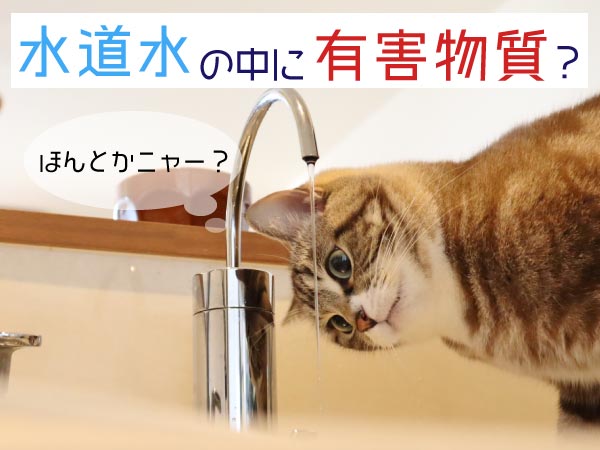 水道から出る水を眺める猫
