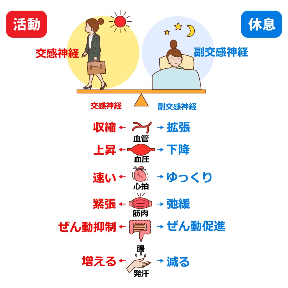 自律神経の働きを説明する図